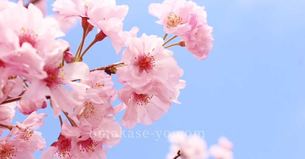 桜の丘で楽しむアメリカの春の風景