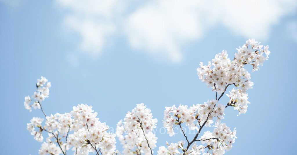 桜の丘で楽しむアメリカの春の風景