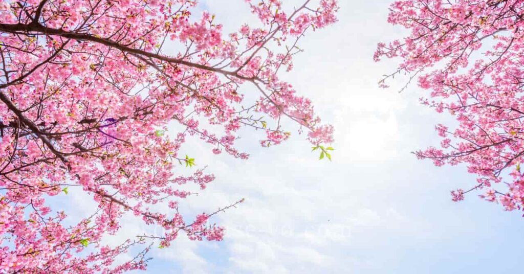 桜の丘で楽しむアメリカの春の風景