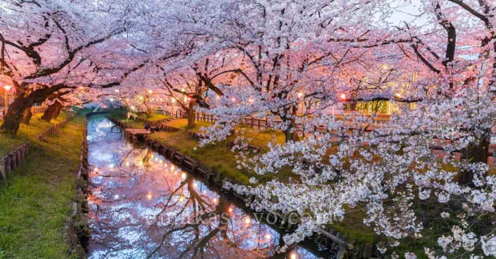 桜の丘で楽しむアメリカの春の風景