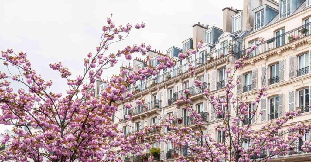 フランス語で桜の花言葉を楽しむヒント