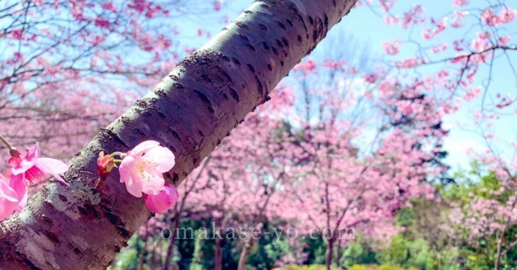 フランス語で桜の花言葉を楽しむヒント