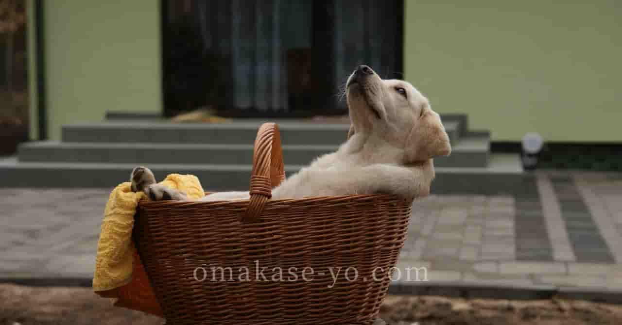 バスケットに入って気持ちよさそうにくつろぐ犬。土用の丑の日を“うなぎの日”ではなく、“自分をいたわる日”として過ごすイメージ。