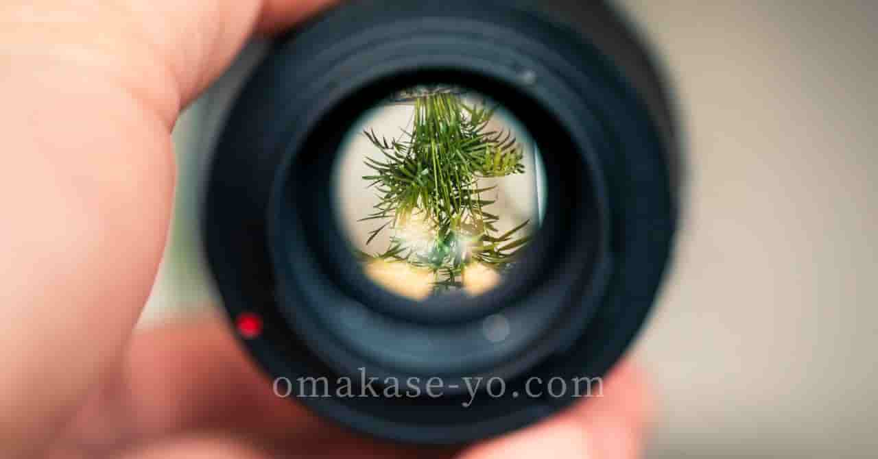カメラレンズ越しに映る植物。言葉の奥にある背景や意味を探るイメージ写真